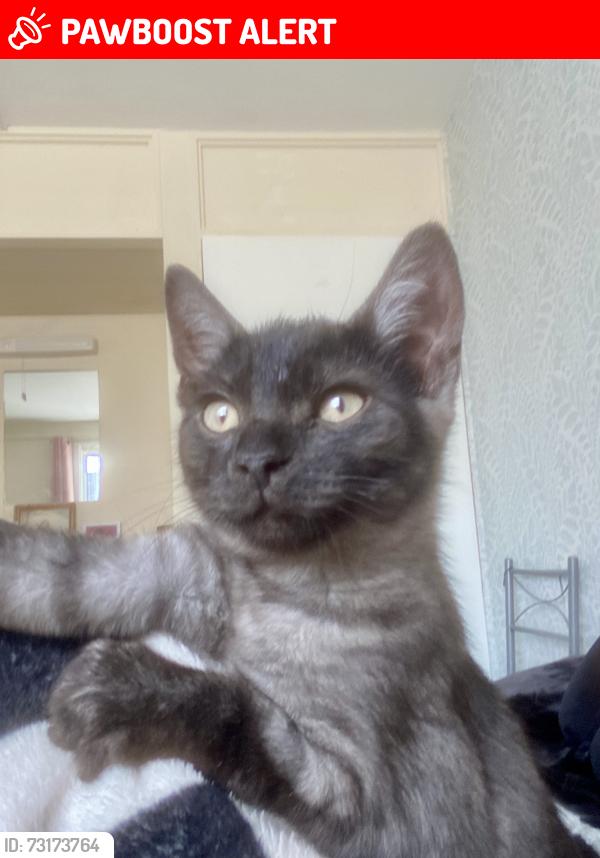 Lost Male Cat last seen New Heath Close, Wolverhampton - Blue skyscrapers Last seen being carried by a little girl into one of the blue flts, West Midlands, England 