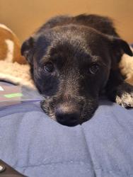 Lost Female Dog last seen New haven dr, El Paso, TX 79907