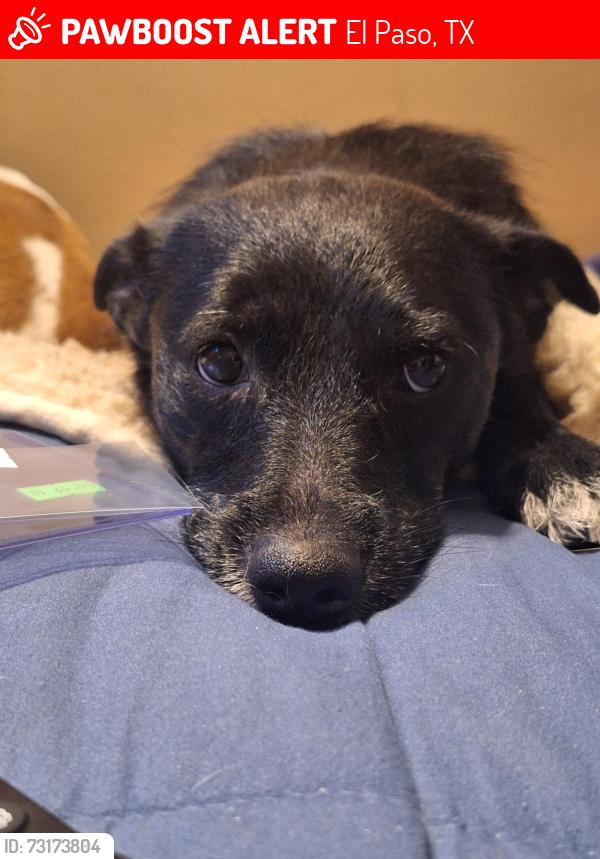 Lost Female Dog last seen New haven dr, El Paso, TX 79907