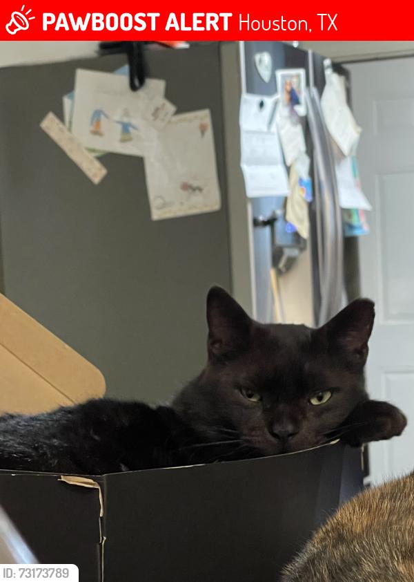 Lost Male Cat last seen Hull st and Perry st off MLK boulevard, Houston, TX 77021