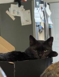Lost Male Cat last seen Hull st and Perry st off MLK boulevard, Houston, TX 77021