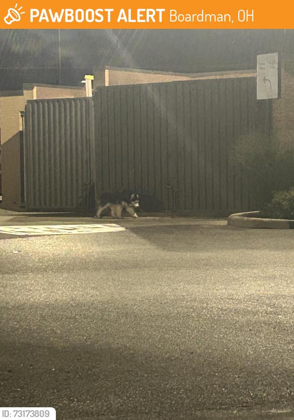 Found/Stray Unknown Dog last seen roaming the parking lot of the boardman chick fil a and giant eagle, Boardman, OH 44512