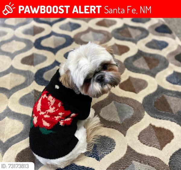 Lost Female Dog last seen Rosina, Cerrillos., Santa Fe, NM 87505