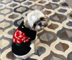 Lost Female Dog last seen Rosina, Cerrillos., Santa Fe, NM 87505