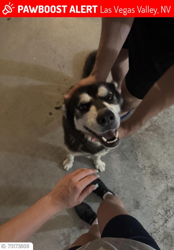 Lost Male Dog last seen Long horn casino, Las Vegas Valley, NV 89122