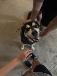 Lost Male Dog last seen Long horn casino, Las Vegas Valley, NV 89122