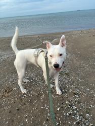 Lost Female Dog last seen Root St and Wentworth Ave, Chicago, IL 60609