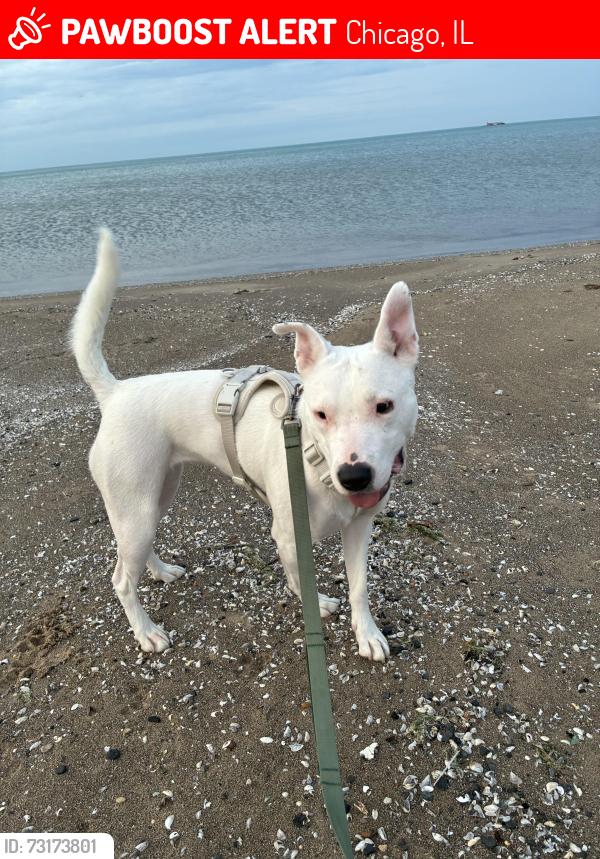 Lost Female Dog last seen Root St and Wentworth Ave, Chicago, IL 60609