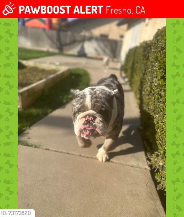 Lost Male Dog last seen Near w chruch, Fresno, CA 93704