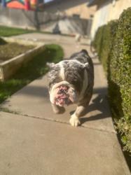 Lost Male Dog last seen Near w chruch, Fresno, CA 93704