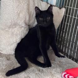 Shelter Stray Male Cat last seen , 8020 Washington St, Port Richey, FL 34668, USA