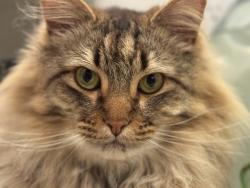 Lost Male Cat last seen 11th and Hemlock, Imperial Beach, CA 91932
