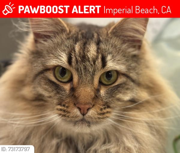 Lost Male Cat last seen 11th and Hemlock, Imperial Beach, CA 91932