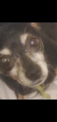 Lost Female Dog last seen Ventura, Amarillo, TX 79110