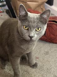 Reunited Male Cat last seen Honer, Stockton, CA 95215