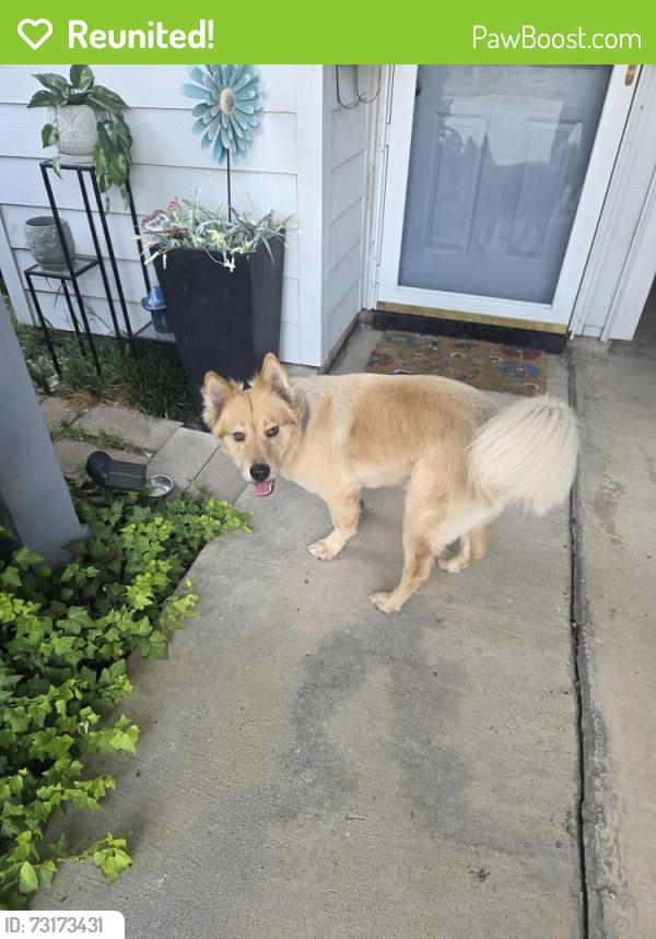Reunited Male Dog last seen Via los Altos, Carrollton, TX 75006