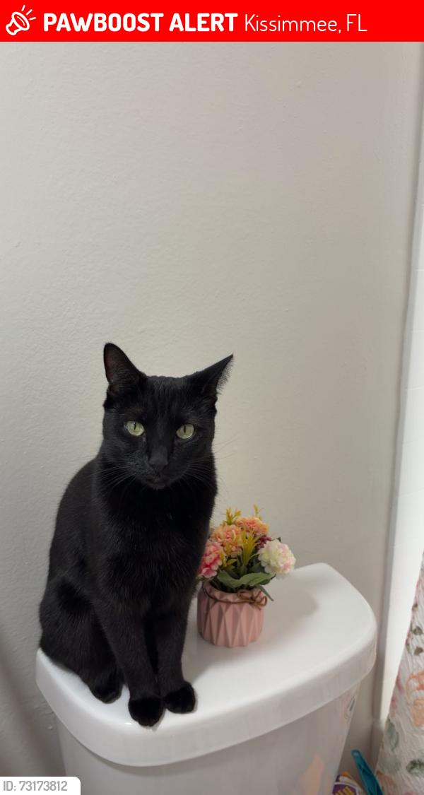 Lost Female Cat last seen West Columbia or north central near Popeyes, Kissimmee, FL 34741