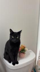 Lost Female Cat last seen West Columbia or north central near Popeyes, Kissimmee, FL 34741