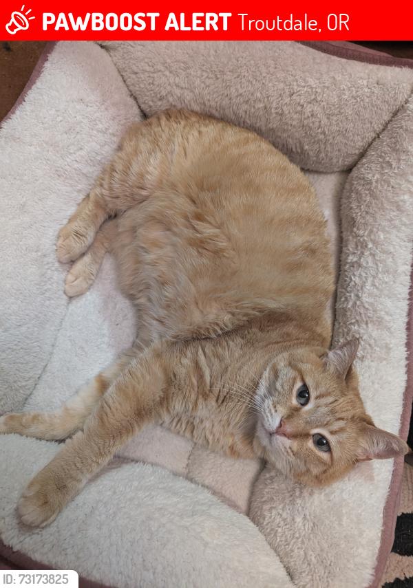 Lost Female Cat last seen Hensley and 257th ave, Troutdale, OR 97060