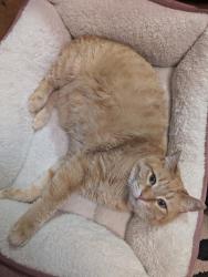 Lost Female Cat last seen Hensley and 257th ave, Troutdale, OR 97060
