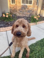 Reunited Male Dog last seen Copper Ridge Blvd, Lakeland, FL 33810, USA, Lakeland, FL 33810