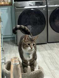 Lost Male Cat last seen Candelaria and Tahiti, Albuquerque, NM 87111
