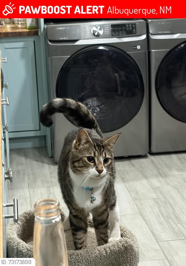 Lost Male Cat last seen Candelaria and Tahiti, Albuquerque, NM 87111
