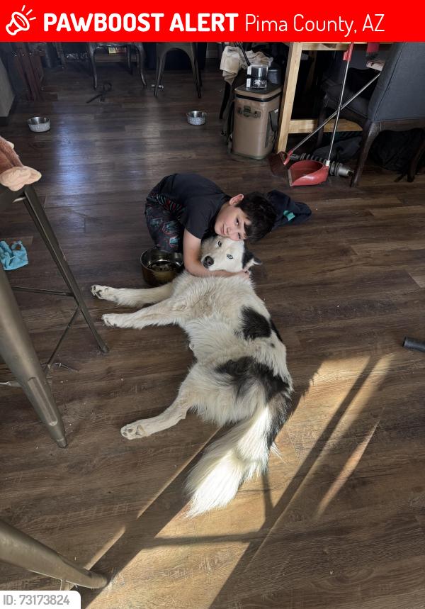 Lost Female Dog last seen Mark and Valencia, Pima County, AZ 85757