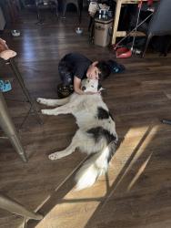 Lost Female Dog last seen Mark and Valencia, Pima County, AZ 85757
