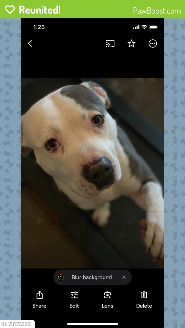 Reunited Male Dog last seen Sundale Dr & Nelson Dr Fremont, Fremont, CA 94538