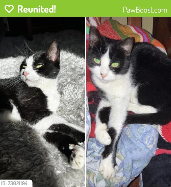 Reunited Female Cat last seen Baker Ave, Berkeley Heights, NJ 07922