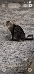 Lost Male Cat last seen Edwin watts golf on Tampa rd and US 19, Palm Harbor, FL 34683