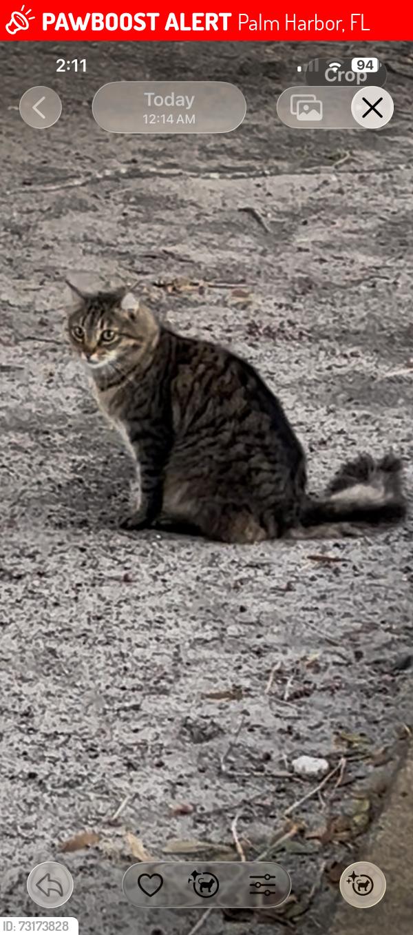 Lost Male Cat last seen Edwin watts golf on Tampa rd and US 19, Palm Harbor, FL 34683