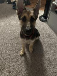 Lost Female Dog last seen climbing oaks, Humble, TX 77346
