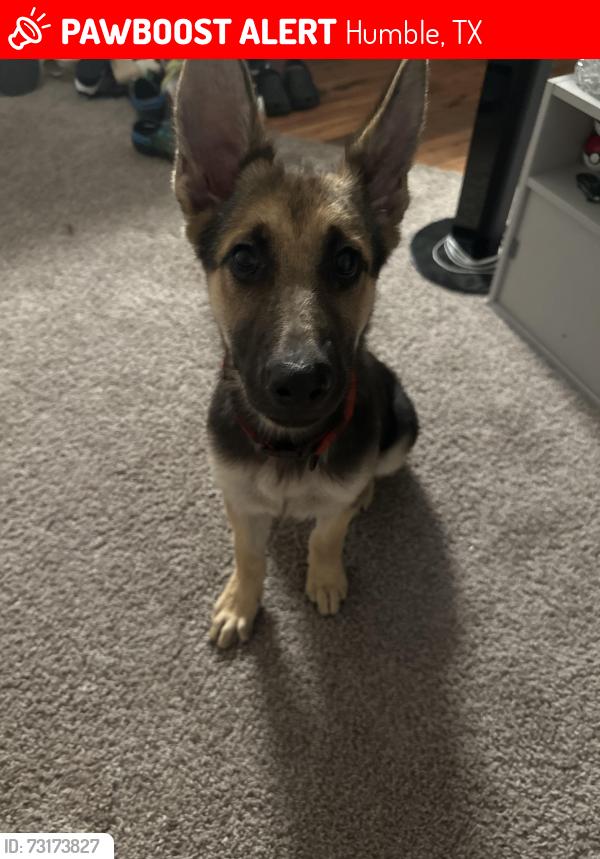 Lost Female Dog last seen climbing oaks, Humble, TX 77346