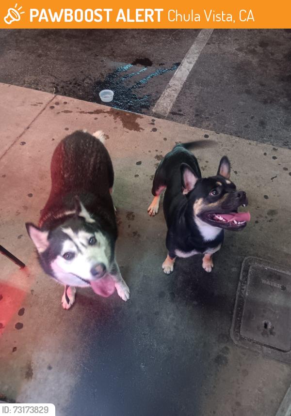 Found/Stray Unknown Dog last seen Tu taco taco shop & licor store, Chula Vista, CA 91911