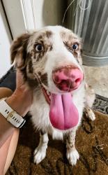 Found/Stray Male Dog last seen Weiland/N51, Parker County, TX 76085