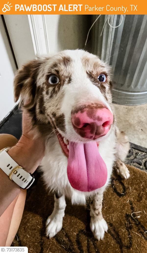 Found/Stray Male Dog last seen Weiland/N51, Parker County, TX 76085