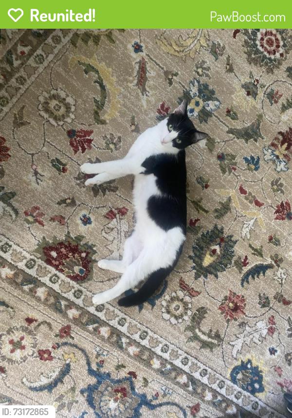 Reunited Female Cat last seen mary ann ter and s easton belmont pike, Hamilton Township, PA 18360