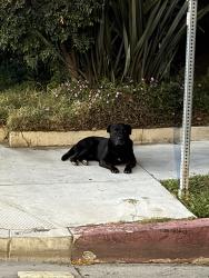 Reunited Unknown Dog last seen 27th & Cimarron, Los Angeles, CA 90018