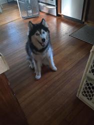 Reunited Female Dog last seen Near Melbourne Ave Boardman Ohio, Youngstown, OH 44512