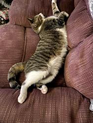 Lost Male Cat last seen Circlefield Crt/Centrefield St., Clarington, ON L1E 1L6