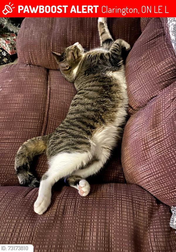 Lost Male Cat last seen Circlefield Crt/Centrefield St., Clarington, ON L1E 1L6