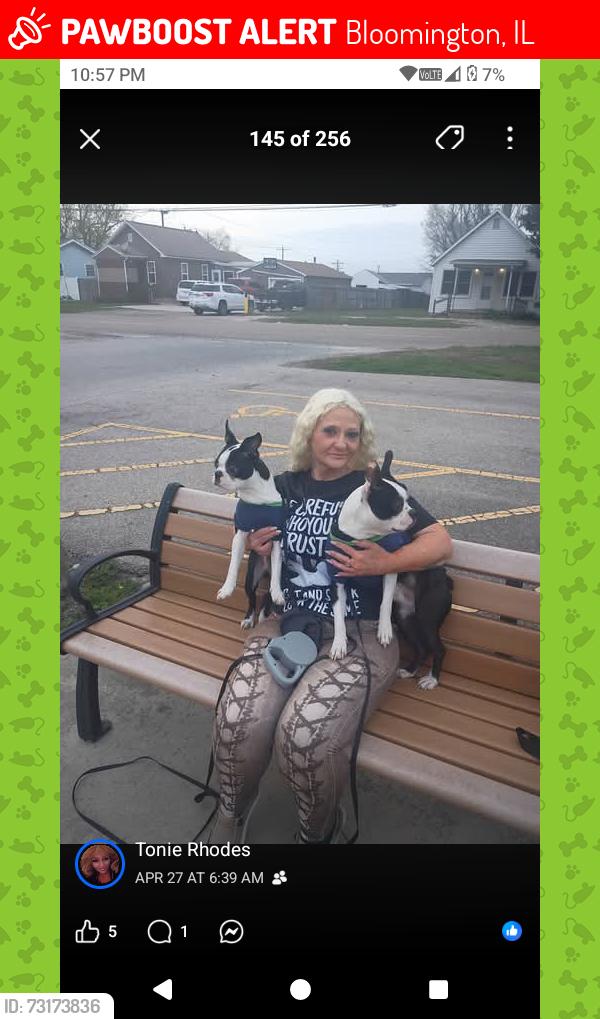 Lost Male Dog last seen Market and brown and Washington Street, Bloomington, IL 61701