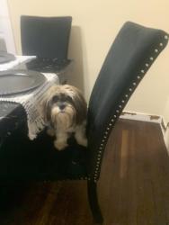 Lost Female Dog last seen Hartman stree, McKeesport, PA 15132