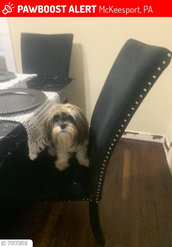 Lost Female Dog last seen Hartman stree, McKeesport, PA 15132