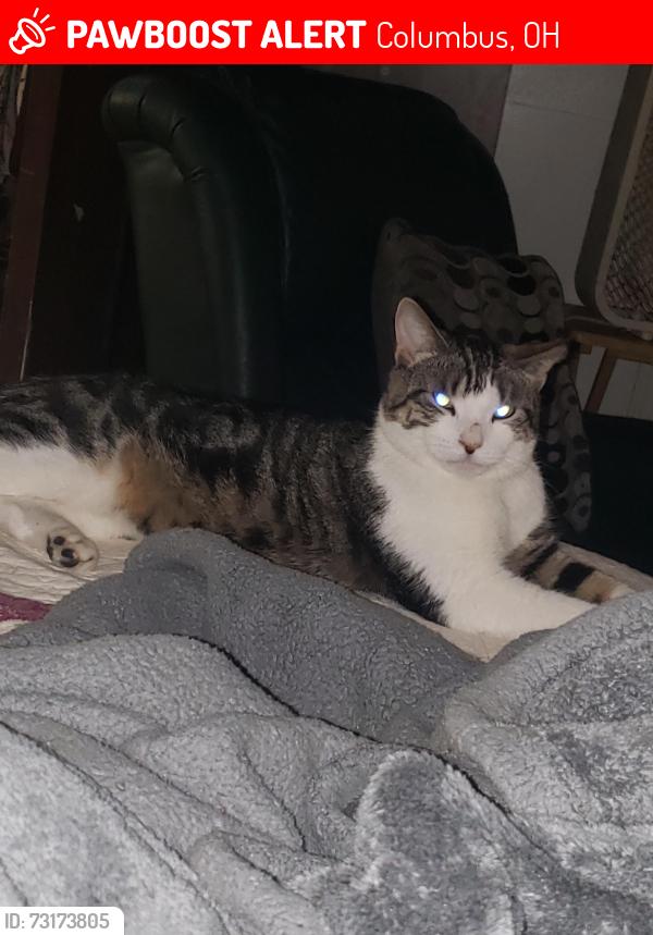 Lost Male Cat last seen S. Ogden ave, Columbus, OH 43204