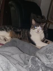 Lost Male Cat last seen S. Ogden ave, Columbus, OH 43204