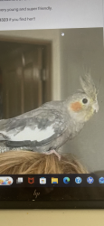Lost Unknown Bird last seen Sea ward Avenue, Ventura, CA 93001