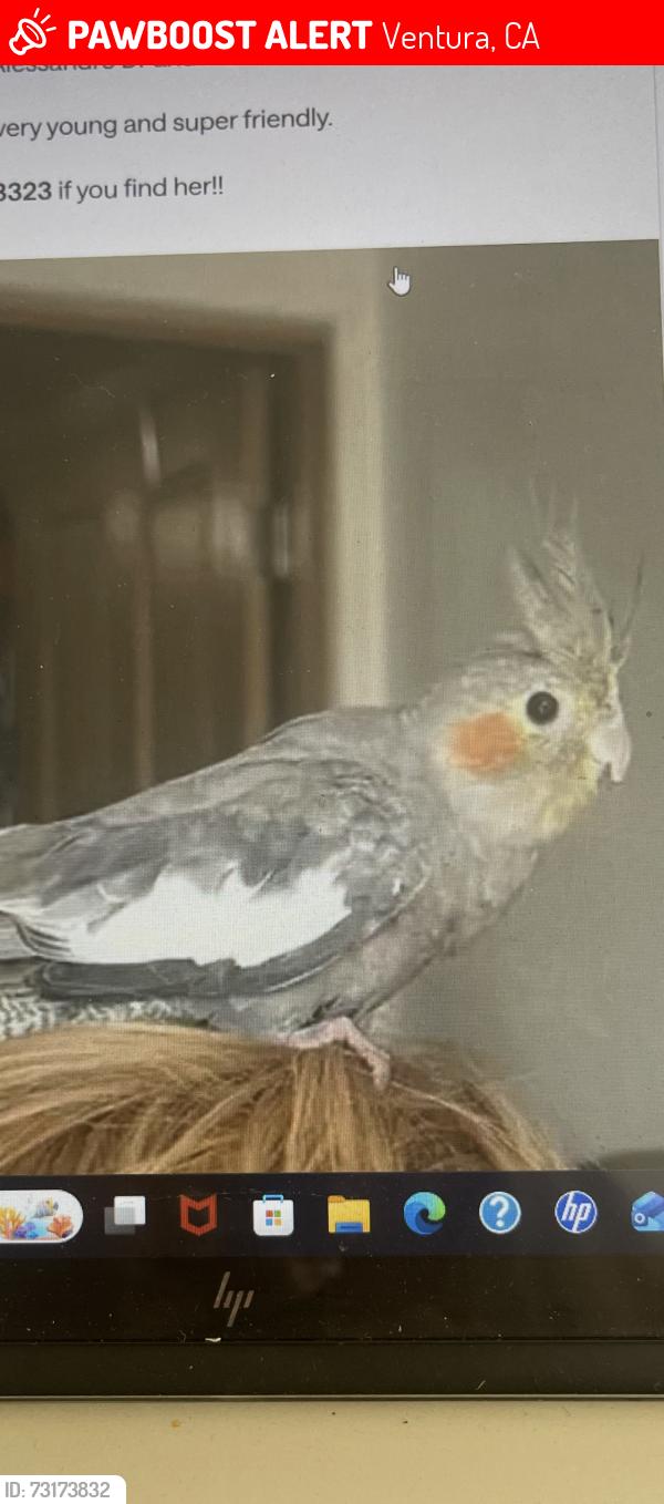 Lost Unknown Bird last seen Sea ward Avenue, Ventura, CA 93001